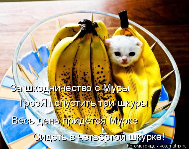 Котоматрица: За шкодничество с Муры ГрозЯт спустить три шкуры, Весь день придётся Мурке Сидеть в четвёртой шкурке!
