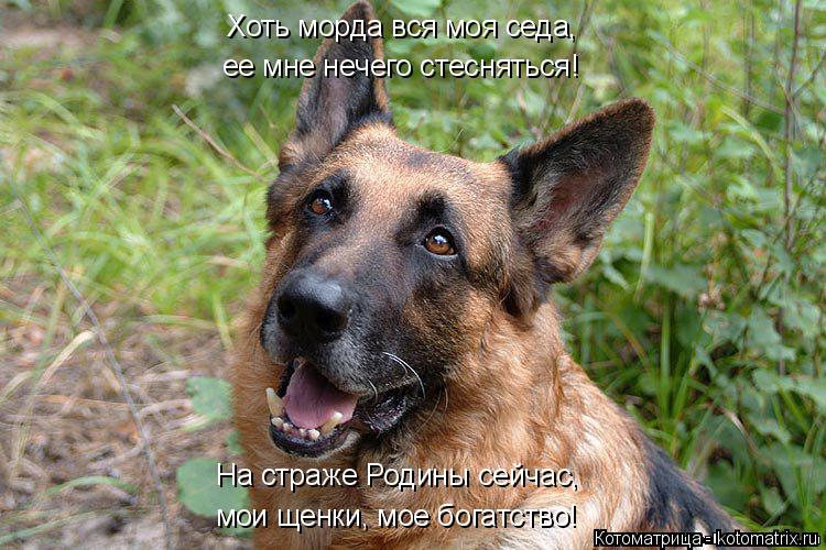 Котоматрица: Хоть морда вся моя седа, ее мне нечего стесняться! На страже Родины сейчас, мои щенки, мое богатство!