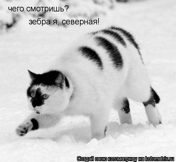 Котоматрица: чего смотришь? зебра я, северная!