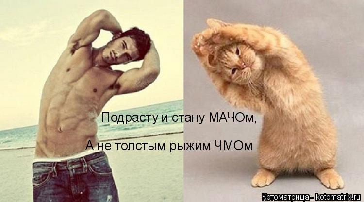 Котоматрица: Подрасту и стану МАЧОм, А не толстым рыжим ЧМОм