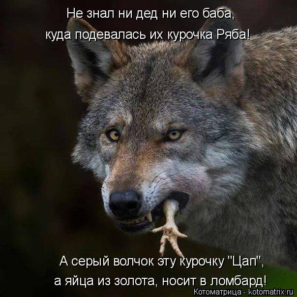 Не знал ни дед ни его баба, куда подевалась их курочка Ряба! А серый волчок эту курочку "Цап", а яйца... Котоматрица: Не знал ни дед ни его баба, куда подевалась их курочка Ряба! А серый волчок эту курочку "Цап", а яйца из золота, носит в ломбард!