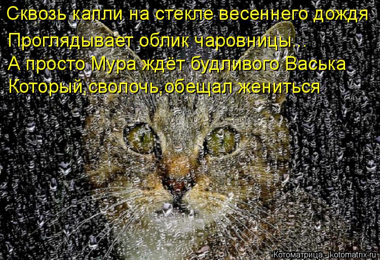Котоматрица: Который,сволочь,обещал жениться Сквозь капли на стекле весеннего дождя А просто Мура ждёт будливого Васька Проглядывает облик чаровницы...