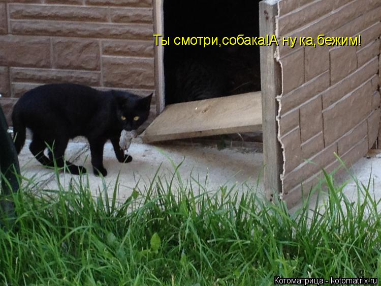 Котоматрица: Ты смотри,собака!А ну ка,бежим! Ты смотри,собака!А ну ка,бежим!