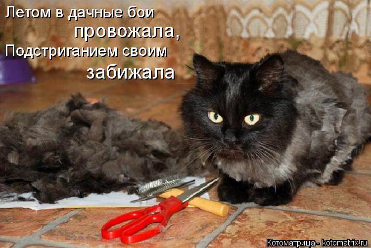 Летом в дачные бои провожала, Подстриганием своим забижала... Котоматрица: Летом в дачные бои провожала, Подстриганием своим забижала