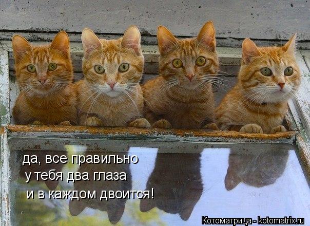 Котоматрица: да, все правильно у тебя два глаза и в каждом двоится!