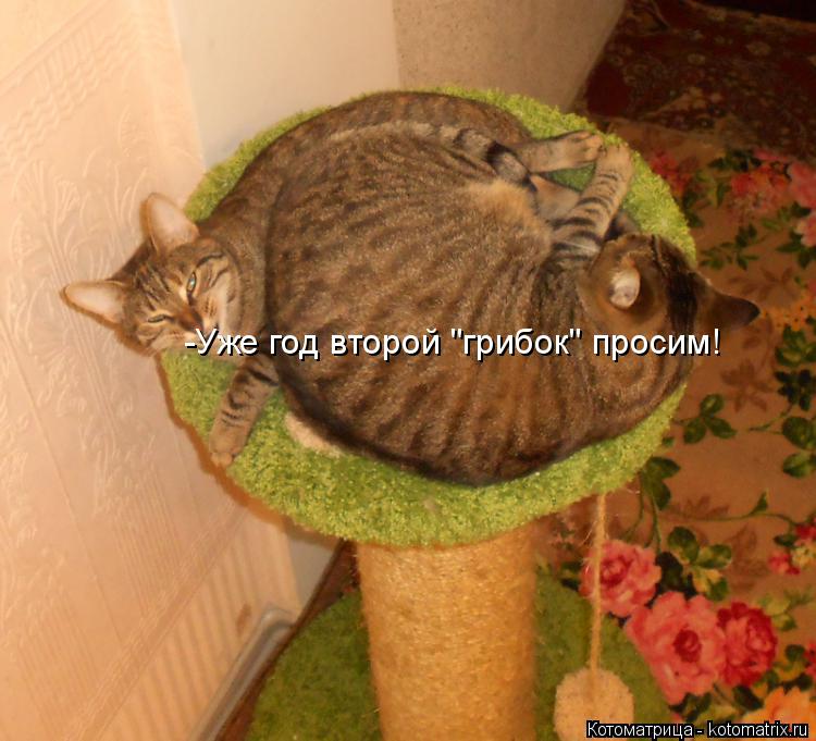 Котоматрица: -Уже год второй "грибок" просим!
