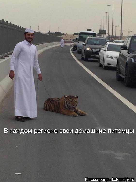Котоматрица: В каждом регионе свои домашние питомцы