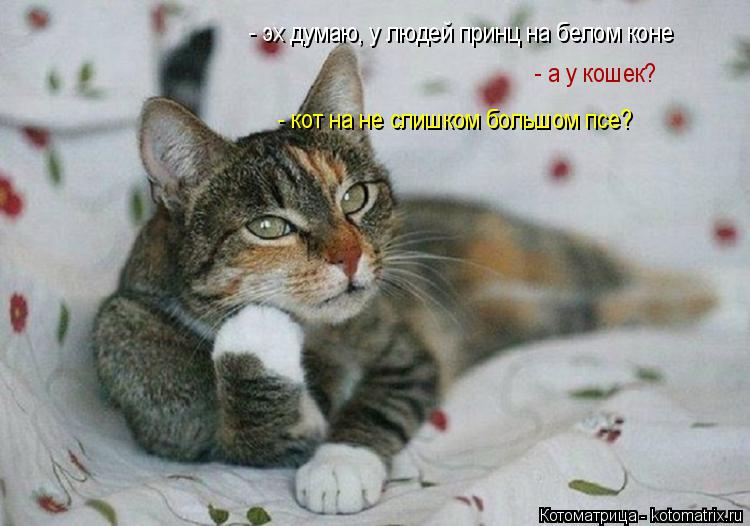 - эх думаю, у людей принц на белом коне - а у кошек? - кот на не слишком большом псе?... Котоматрица: - эх думаю, у людей принц на белом коне - а у кошек? - кот на не слишком большом псе?