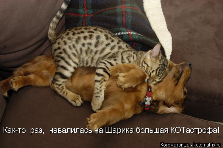 Как-то раз, навалилась на Шарика большая КОТастрофа!... Котоматрица: Как-то раз, навалилась на Шарика большая КОТастрофа!