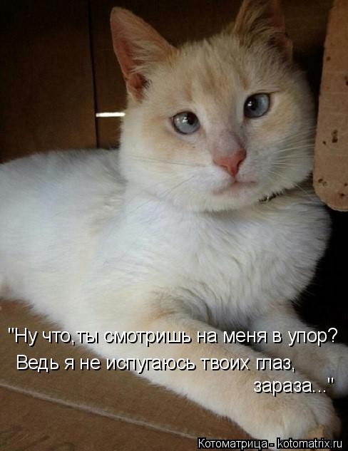 "Ну что,ты смотришь на меня в упор? Ведь я не испугаюсь твоих глаз, зараза..."... Котоматрица: "Ну что,ты смотришь на меня в упор? Ведь я не испугаюсь твоих глаз, зараза..."