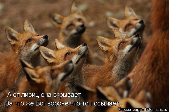А от лисиц она скрывает За что же Бог вороне что-то посылает...... Котоматрица: А от лисиц она скрывает За что же Бог вороне что-то посылает...