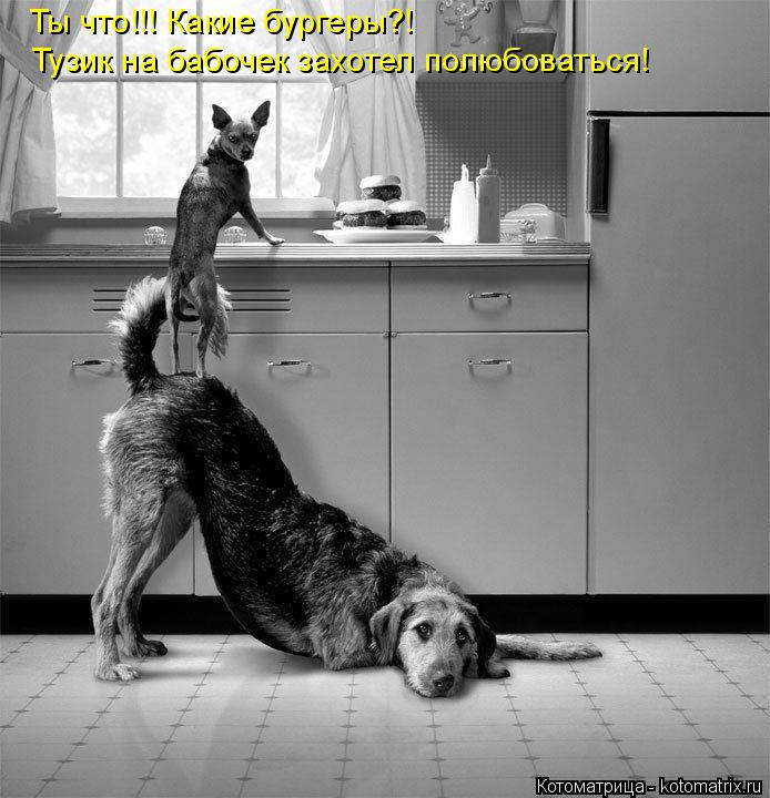 Ты что!!! Какие бургеры?! Тузик на бабочек захотел полюбоваться!... Котоматрица: Ты что!!! Какие бургеры?! Тузик на бабочек захотел полюбоваться!