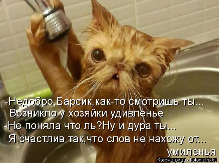 Я счастлив так,что слов не нахожу от... умиленья -Не поняла что ль?Ну и дура ты... Возникло у хозяйки... Котоматрица: Я счастлив так,что слов не нахожу от... умиленья -Не поняла что ль?Ну и дура ты... Возникло у хозяйки удивленье -Недобро,Барсик,как-то смотришь