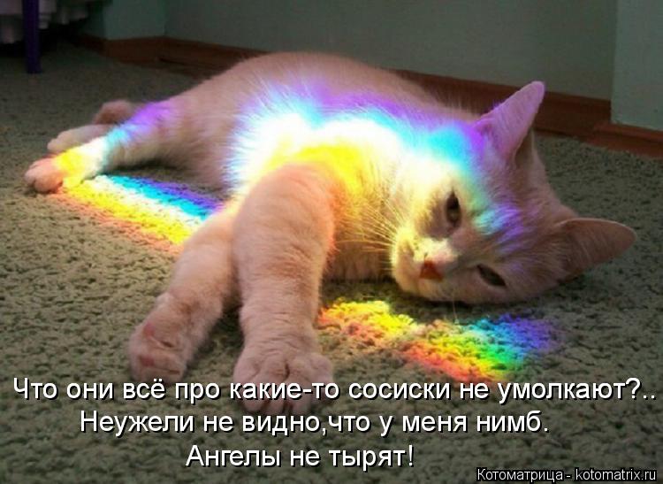 Неужели не видно,что у меня нимб. Ангелы не тырят! Что они всё про какие-то сосиски не умолкают?.. Чт... Котоматрица: Неужели не видно,что у меня нимб. Ангелы не тырят! Что они всё про какие-то сосиски не умолкают?.. Что они всё про какие-то сосиски не умолкают?