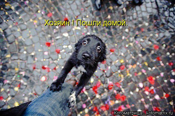 Хозяин ! Пошли домой.... Котоматрица: Хозяин ! Пошли домой.