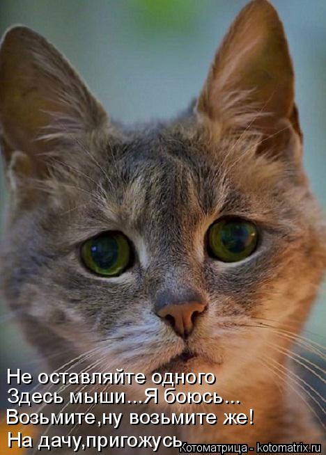 Возьмите,ну возьмите же! На дачу,пригожусь Здесь мыши...Я боюсь... Не оставляйте одного... Котоматрица: Возьмите,ну возьмите же! На дачу,пригожусь Здесь мыши...Я боюсь... Не оставляйте одного