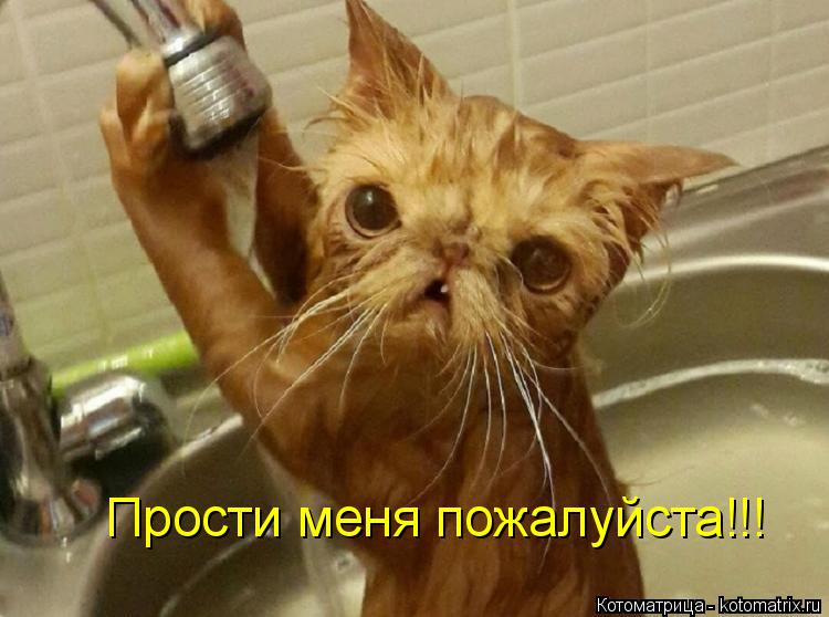Прости меня пожалуйста!!!... Котоматрица: Прости меня пожалуйста!!!
