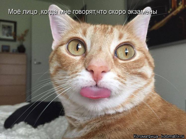 Моё лицо ,когда мне говорят,что скоро экзамены... Котоматрица: Моё лицо ,когда мне говорят,что скоро экзамены