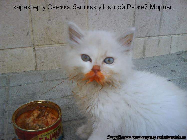 характер у Снежка был как у Наглой Рыжей Морды...... Котоматрица: характер у Снежка был как у Наглой Рыжей Морды...