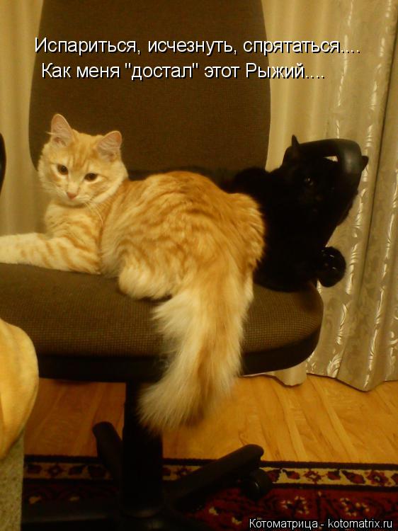 Испариться, исчезнуть, спрятаться.... Как меня "достал" этот Рыжий....... Котоматрица: Испариться, исчезнуть, спрятаться.... Как меня "достал" этот Рыжий....