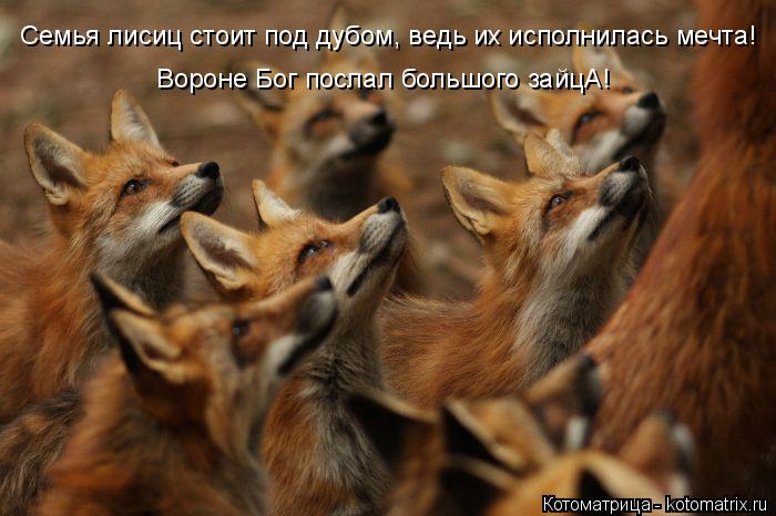 Семья лисиц стоит под дубом, ведь их исполнилась мечта! Вороне Бог послал большого зайцА!... Котоматрица: Семья лисиц стоит под дубом, ведь их исполнилась мечта! Вороне Бог послал большого зайцА!
