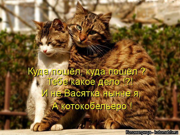 Куда пошёл, куда пошёл ? Тебе какое дело !?! И не Васятка нынче я, А котокобельеро !... Котоматрица: Куда пошёл, куда пошёл ? Тебе какое дело !?! И не Васятка нынче я, А котокобельеро !