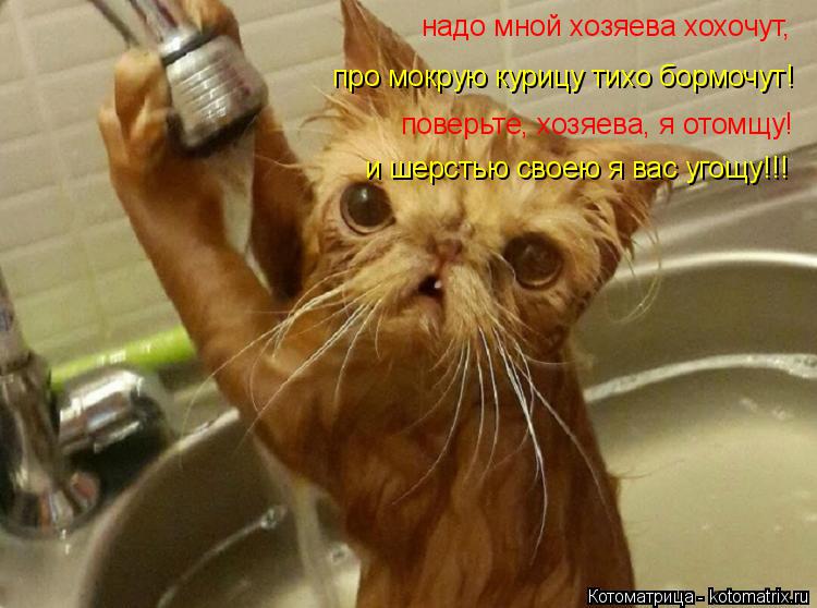 надо мной хозяева хохочут, про мокрую курицу тихо бормочут! поверьте, хозяева, я отомщу! и шерстью св... Котоматрица: надо мной хозяева хохочут, про мокрую курицу тихо бормочут! поверьте, хозяева, я отомщу! и шерстью своею я вас угощу!!!