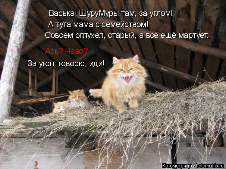 Васька! ШуруМуры там, за углом! А тута мама с семейством! Совсем оглухел, старый, а всё ещё мартует..... Котоматрица: Васька! ШуруМуры там, за углом! А тута мама с семейством! Совсем оглухел, старый, а всё ещё мартует... Ась? Чаво? За угол, говорю, иди!