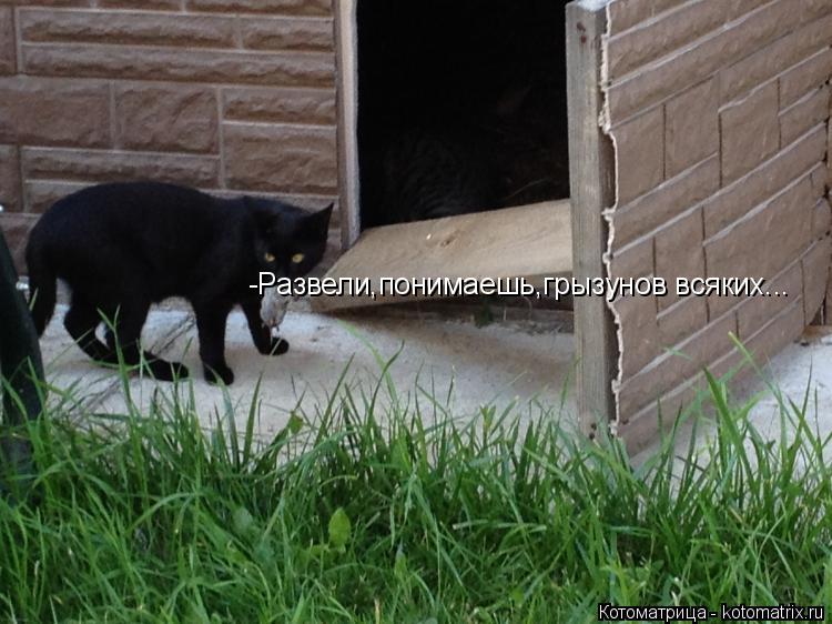 Котоматрица: -Развели,понимаешь,грызунов всяких...