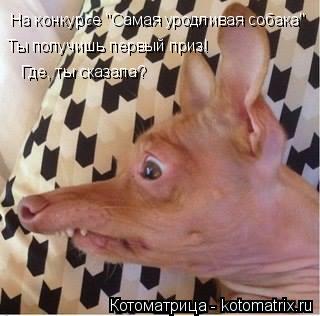 На конкурсе "Самая уродливая собака" Ты получишь первый приз! Где, ты сказала?... Котоматрица: На конкурсе "Самая уродливая собака" Ты получишь первый приз! Где, ты сказала?