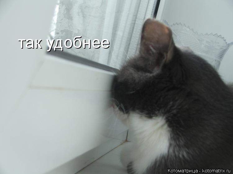 так удобнее... Котоматрица: так удобнее