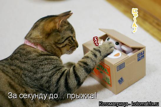 За секунду до... прыжка!... Котоматрица: За секунду до... прыжка!