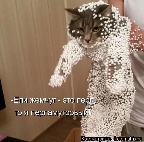 -Ели жемчуг - это перл, то я перламутровый!... Котоматрица: -Ели жемчуг - это перл, то я перламутровый!