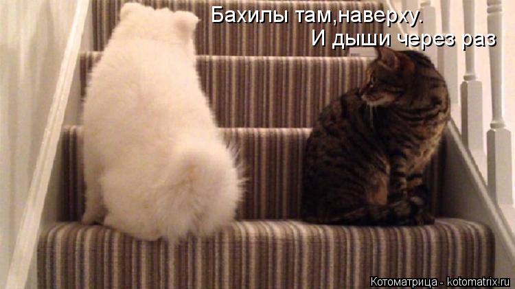 Бахилы там,наверху. И дыши через раз... Котоматрица: Бахилы там,наверху. И дыши через раз