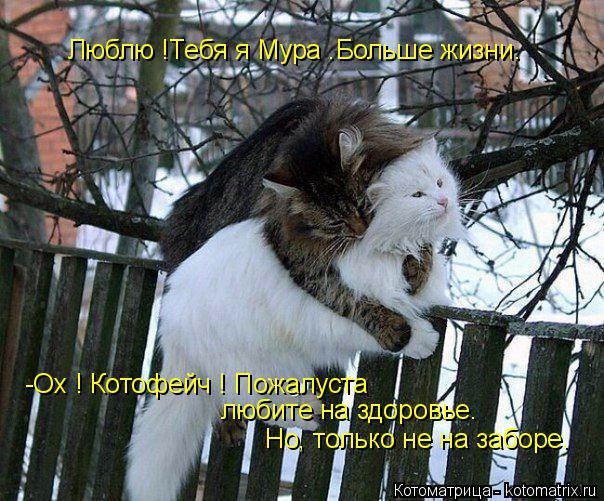 Люблю !Тебя я Мура .Больше жизни. -Ох ! Котофейч ! Пожалуста любите на здоровье. Но, только не на заб... Котоматрица: Люблю !Тебя я Мура .Больше жизни. -Ох ! Котофейч ! Пожалуста любите на здоровье. Но, только не на заборе.
