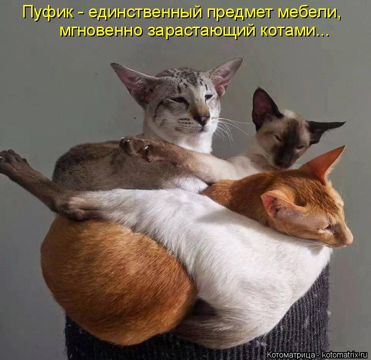 Пуфик - единственный предмет мебели, мгновенно зарастающий котами...... Котоматрица: Пуфик - единственный предмет мебели, мгновенно зарастающий котами...