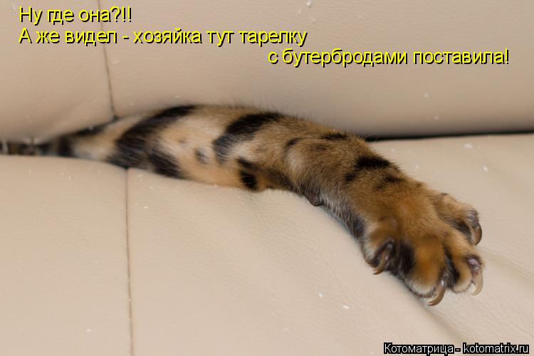 Ну где она?!! А же видел - хозяйка тут тарелку с бутербродами поставила!... Котоматрица: Ну где она?!! А же видел - хозяйка тут тарелку с бутербродами поставила!