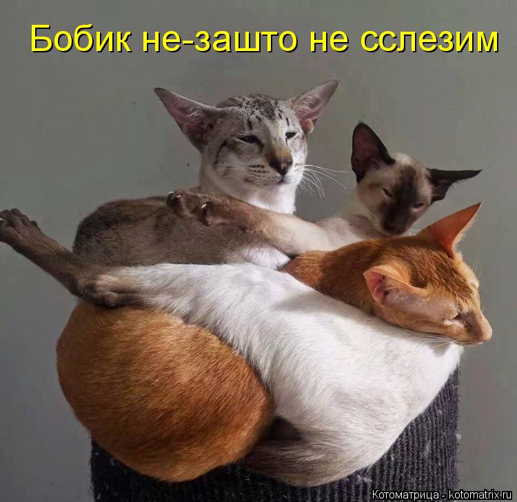 Бобик не-зашто не сслезим... Котоматрица: Бобик не-зашто не сслезим