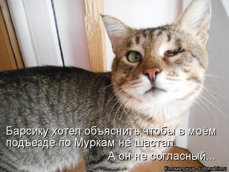 Котоматрица: подъезде по Муркам не шастал. Барсику хотел объяснить,чтобы в моём А он не согласный...