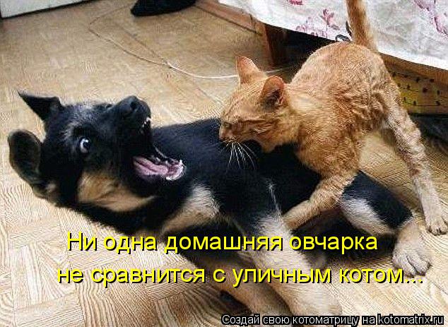 Котоматрица: Ни одна домашняя овчарка не сравнится с уличным котом...