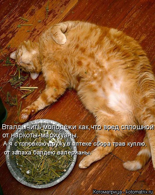 Вталдычить молодёжи как,что вред сплошной от наркоты-марихуаны. А я с головкою дружу,в аптеке сбора т... Котоматрица: Вталдычить молодёжи как,что вред сплошной от наркоты-марихуаны. А я с головкою дружу,в аптеке сбора трав куплю, от запаха балдею валерианы.
