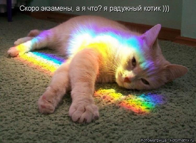 Скоро экзамены, а я что? я радужный котик )))... Котоматрица: Скоро экзамены, а я что? я радужный котик )))