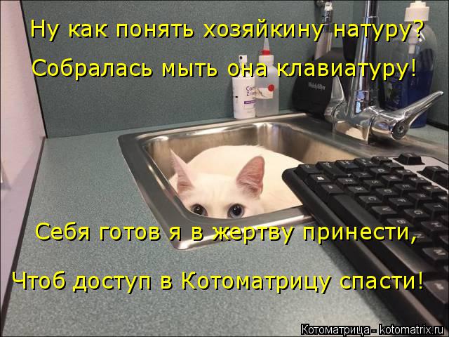 Ну как понять хозяйкину натуру? Собралась мыть она клавиатуру! Себя готов я в жертву принести, Чтоб д... Котоматрица: Ну как понять хозяйкину натуру? Собралась мыть она клавиатуру! Себя готов я в жертву принести, Чтоб доступ в Котоматрицу спасти!