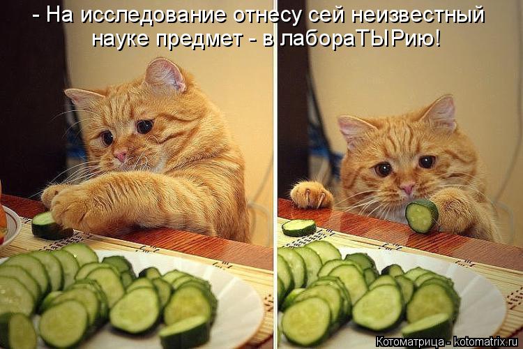 Котоматрица: - На исследование отнесу сей неизвестный науке предмет - в лабораТЫРию!