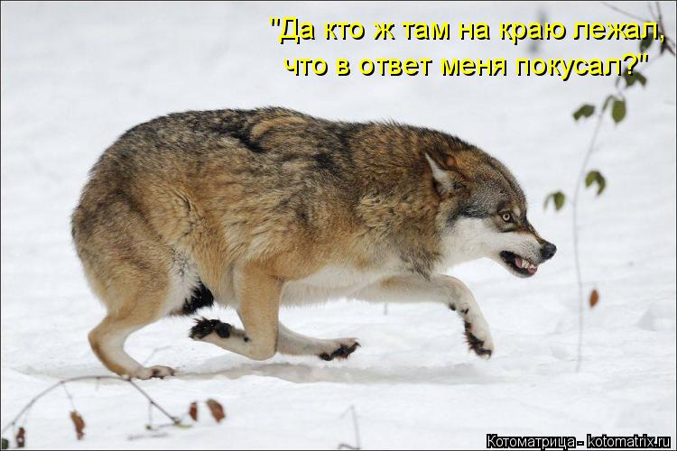 "Да кто ж там на краю лежал, что в ответ меня покусал?"... Котоматрица: "Да кто ж там на краю лежал, что в ответ меня покусал?"