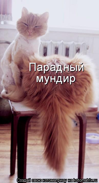 Парадный мундир... Котоматрица: Парадный мундир