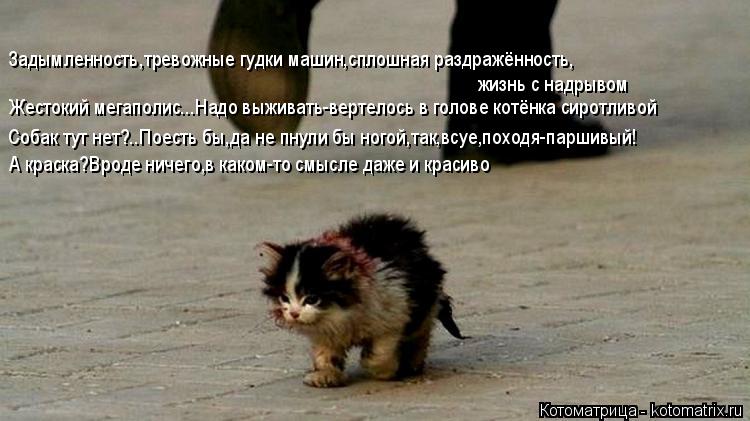 Жестокий мегаполис...Надо выживать-вертелось в голове котёнка сиротливой Задымленность,тревожные гудк... Котоматрица: Жестокий мегаполис...Надо выживать-вертелось в голове котёнка сиротливой Задымленность,тревожные гудки машин,сплошная раздражённость, А к