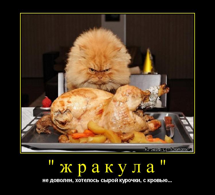 Котоматрица: "жракула" не доволен, хотелось сырой курочки, с кровью...
