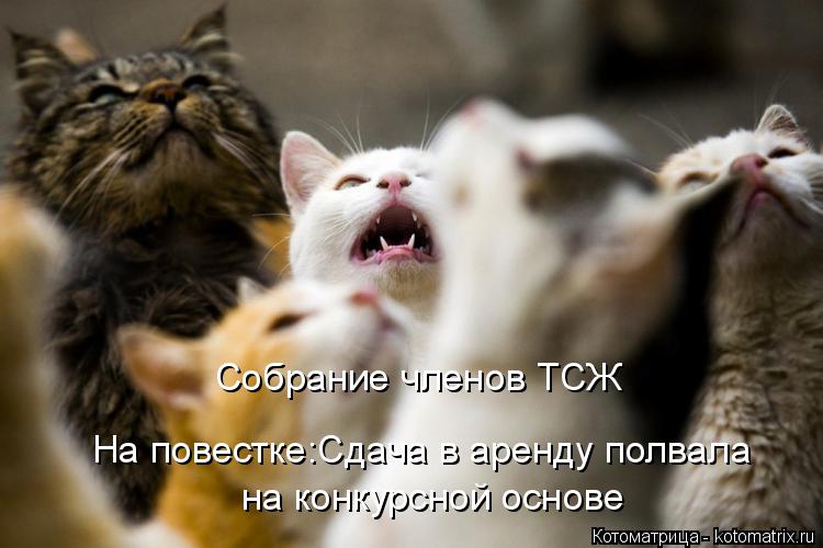 Котоматрица: На повестке:Сдача в аренду полвала на конкурсной основе Собрание членов ТСЖ