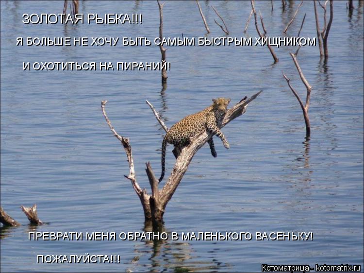 ЗОЛОТАЯ РЫБКА!!! Я БОЛЬШЕ НЕ ХОЧУ БЫТЬ САМЫМ БЫСТРЫМ ХИЩНИКОМ И ОХОТИТЬСЯ НА ПИРАНИЙ! ПРЕВРАТИ МЕНЯ О... Котоматрица: ЗОЛОТАЯ РЫБКА!!! Я БОЛЬШЕ НЕ ХОЧУ БЫТЬ САМЫМ БЫСТРЫМ ХИЩНИКОМ И ОХОТИТЬСЯ НА ПИРАНИЙ! ПРЕВРАТИ МЕНЯ ОБРАТНО В МАЛЕНЬКОГО ВАСЕНЬКУ! ПОЖАЛУЙСТ